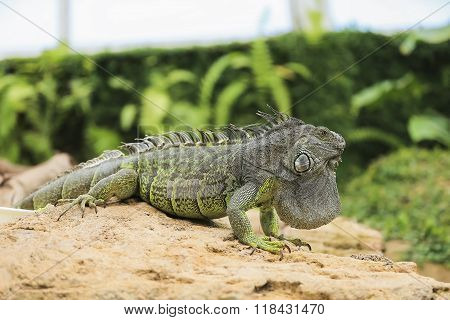 Lovely Iguana