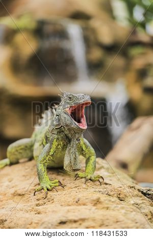 Lovely Iguana