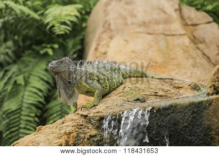 Lovely Iguana