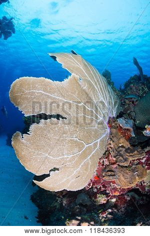 Sea Fans