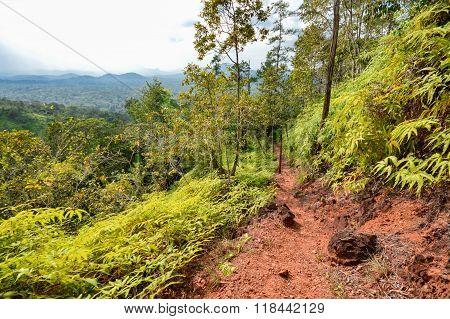 Hiking Trail In Cockscomb Basin Wildlife Sanctuary, Stann Creek, Belize