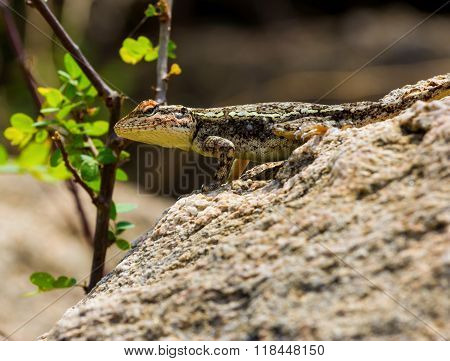 Indian camoflaged Lizard.