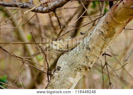 Indian camoflaged Lizard.