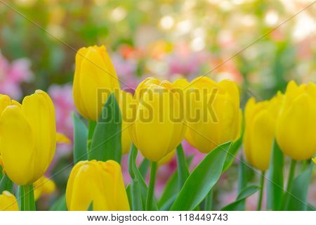Tulip. Beautiful Bouquet Of Tulips. Colorful Tulips.