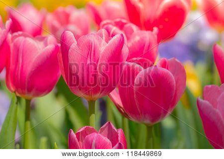 Tulip. Beautiful Bouquet Of Tulips. Colorful Tulips.