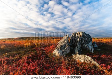 Tundra Fall Colors