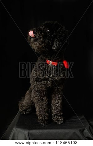 Black Poodle With Red Necklace Show Tongue