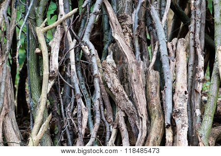 arrangement of logs