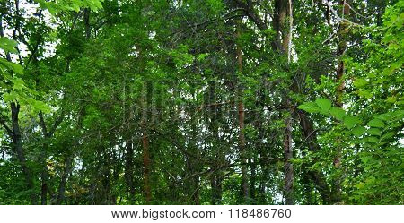 green leaves background