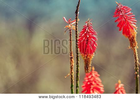 Kniphofia flowers, close up, focus on flowers