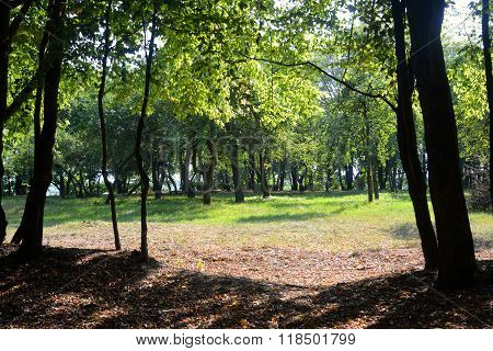 Park At Summer.
