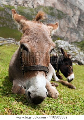 Donkeys - Equus Africanus Asinus
