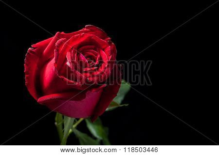 red rose