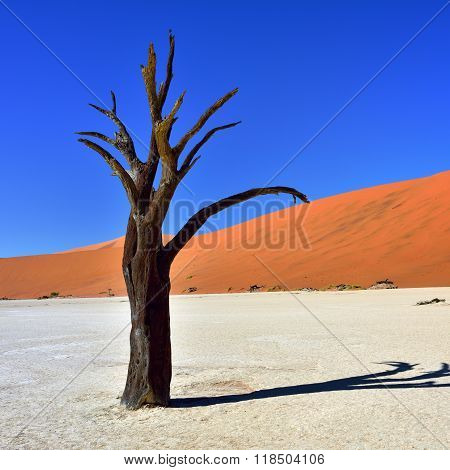 Deadvlei, Sossusvlei. Namibia