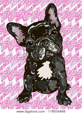 French bulldog