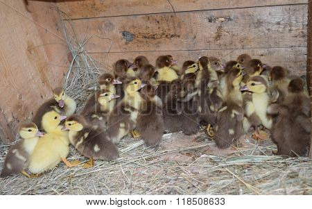 Ducklings Of A Musky Duck