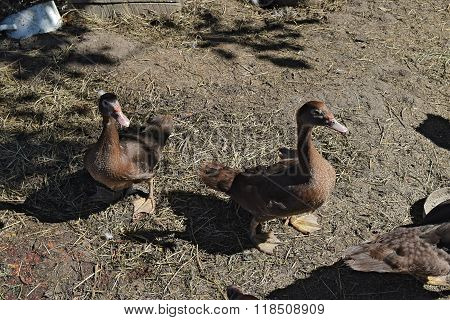 The Musky Duck