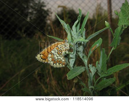Butterfly On A Plant Stem