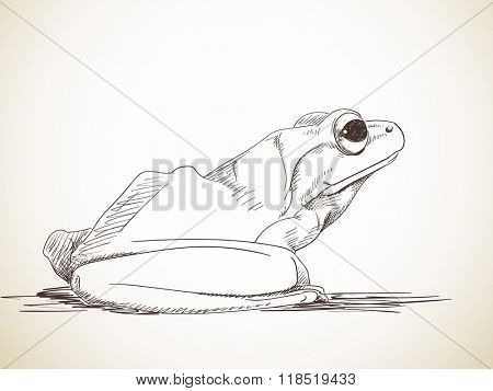 Sketch of frog, Hand drawn illustration