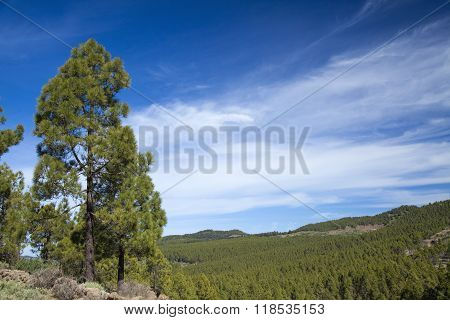 Gran Canaria, Las Cumbres - The Highest Areas Of The Island