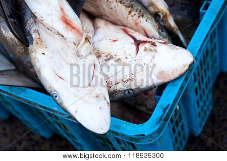 Sharks At Fish Market