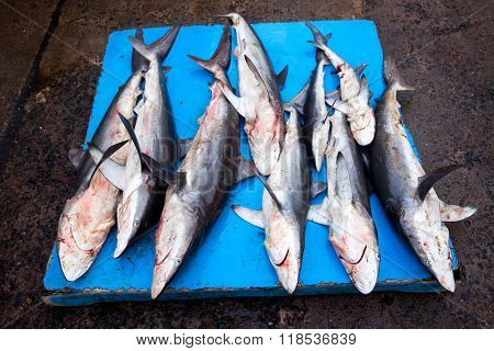 Sharks At Fish Market