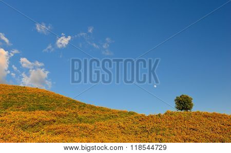 Mexican Sunflower