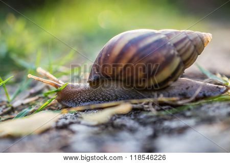 Snail