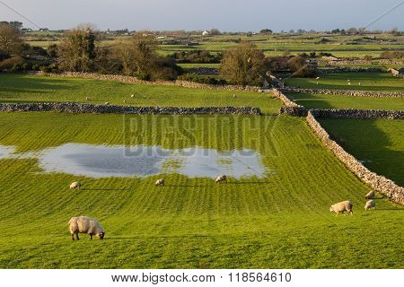Sheep In Ireland