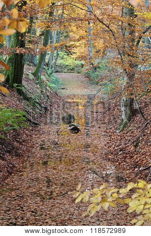 Ravnsholt Skov Forest In  Alleroed Denmark