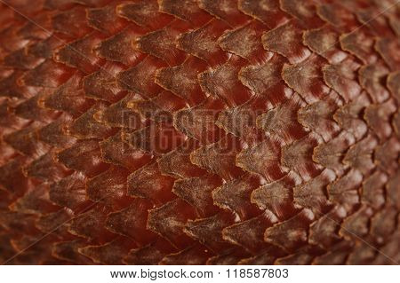 Salak Or Snake Fruit Texture