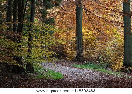 Ravnsholt Skov Forest In  Alleroed Denmark