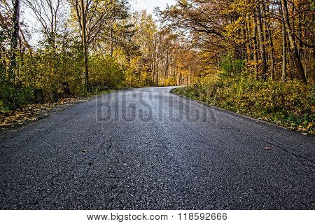 Autumn Forest, Forest Road, Fall Path In Forest With Leafs,road Passing Through The Forest,  Path In