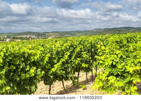 Vineyard Near Carcassonne (france)