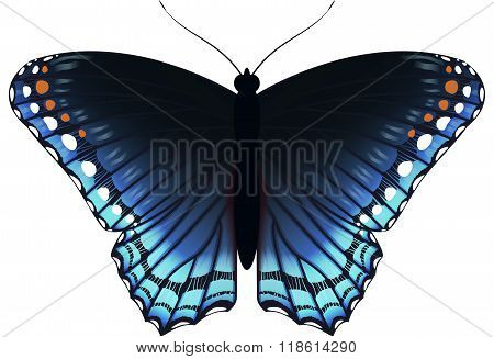 Beautiful Blue Butterfly