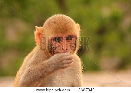 Portrait Of Rhesus Macaque Eating