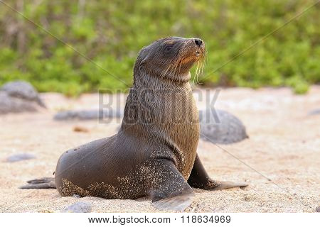 Young Galapagos Sea Lion On The Beach On North Seymour Island, Galapagos National Park, Ecuador