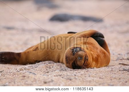 Young Galapagos Sea Lion Lying On The Beach On North Seymour Island, Galapagos National Park, Ecuado