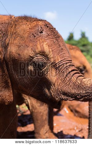 Baby Elephant Close Up