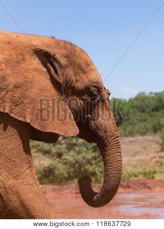 A dusty young elephant at a mudhole ready to take a bath. Nairobi Kenya.
