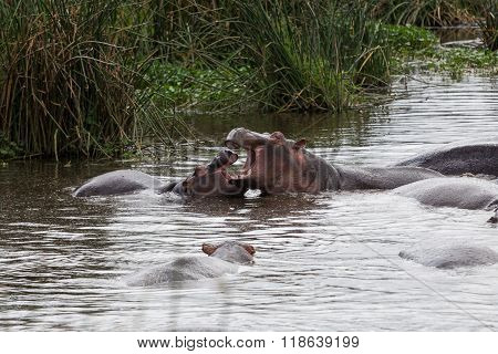 A Hippo Mother Nursing Its Baby