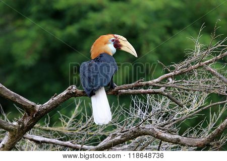 A Blyth's hornbill in a tree with a green background
