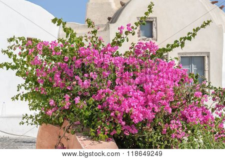 Big bougainvillea flowers in Oia town - Santorini island,Greece