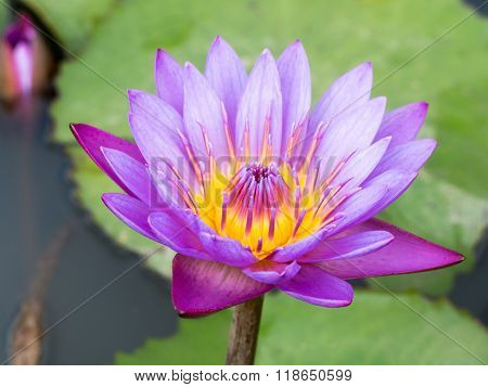 Beautiful purple water lilly or lotus on water