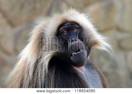 Gelada Male Monkey