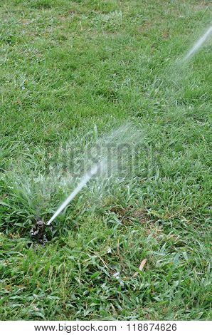 Watering In A Garden