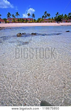 Beautiful Andilana Beach Seaweed In Indian House