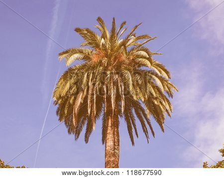 Retro Looking Palm Tree