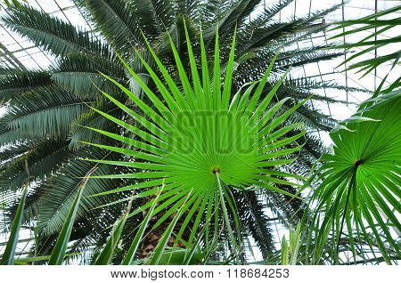 Chinese Fan Palm Tree Leaf