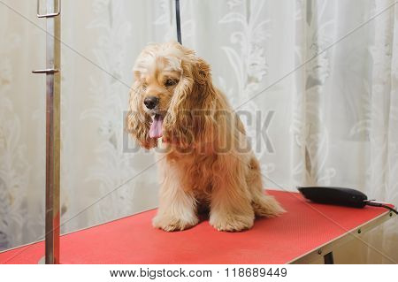 American Cocker Spaniel  On Grooming Table